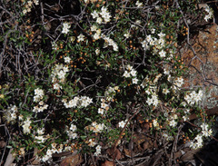 Phebalium megaphyllum