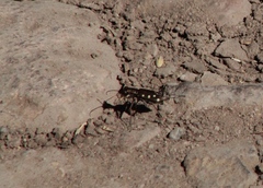 Cicindela ocellata