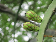 Selenicereus undatus