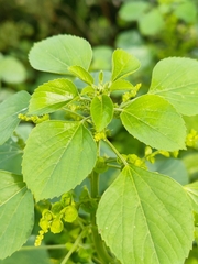Acalypha indica