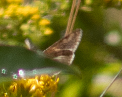 Anagrapha falcifera