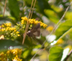 Anagrapha falcifera