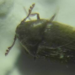 Throscidae