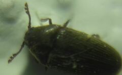 Throscidae