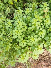 Acalypha indica