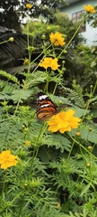 Danaus genutia