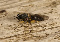 Solva marginata