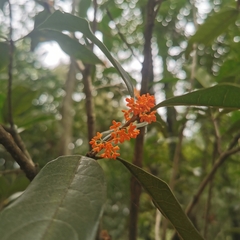 Osmanthus fragrans aurantiacus