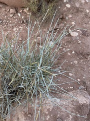 Ephedra