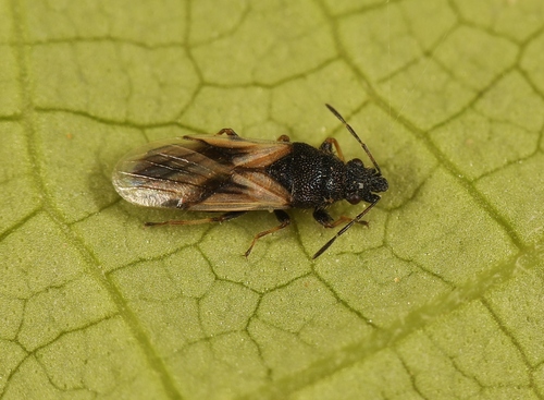 Metopoplax ditomoides (Costa, 1847)