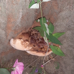 Ganoderma resinaceum