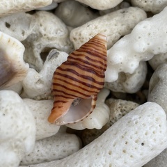 Turrilatirus turritus