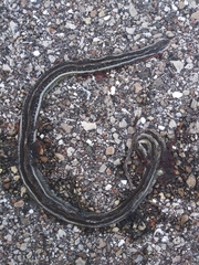 Thamnophis saurita