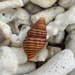 Turrilatirus turritus