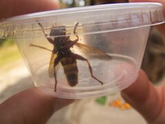 Milesia crabroniformis