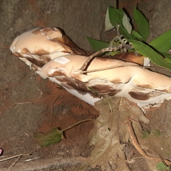 Ganoderma resinaceum