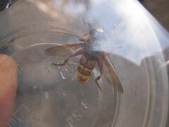 Milesia crabroniformis