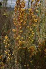Leucadendron rubrum
