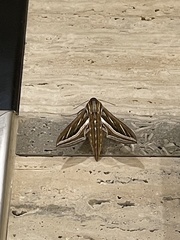 Hippotion celerio