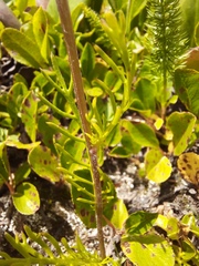 Tanacetum pulchellum
