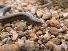 Chalcides striatus