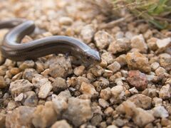 Chalcides striatus