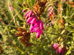Erica ciliaris