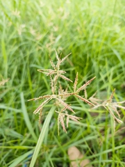 Cyperus rotundus