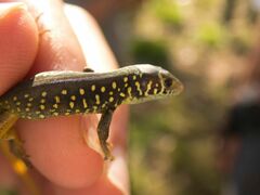 Lacerta schreiberi