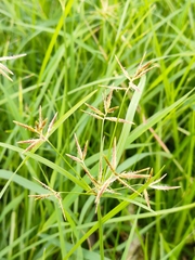 Cyperus rotundus