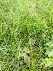 Cyperus rotundus