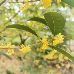 Osmanthus fragrans thunbergii