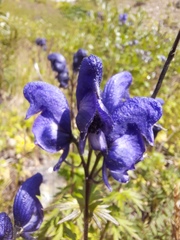 Aconitum paskoi