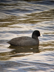 Fulica atra australis