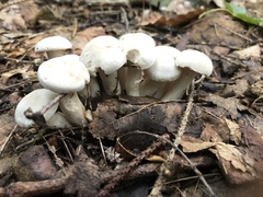 Leucocybe connata