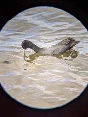 Fulica atra australis