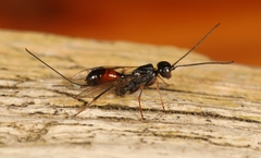 Aulacus striatus