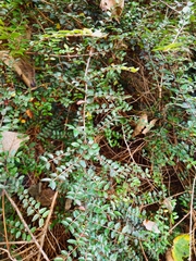 Lonicera ligustrina