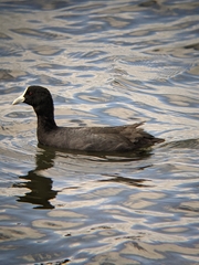 Fulica atra australis