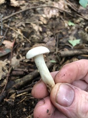 Leucocybe connata