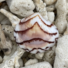 Lioconcha castrensis