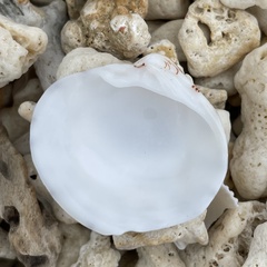 Lioconcha castrensis