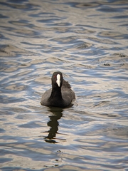 Fulica atra australis