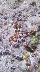 Coscinasterias tenuispina