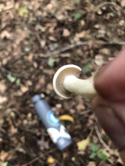 Leucocybe connata