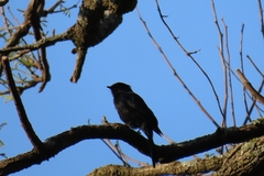 Melaenornis pammelaina