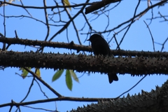 Melaenornis pammelaina