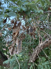 Robinia pseudoacacia
