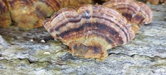 Trametes