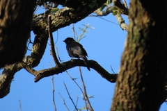 Melaenornis pammelaina